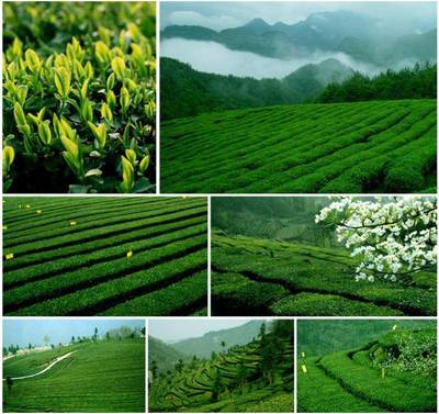 【湖北特產(chǎn)】2013年新茶采花毛尖清香典藏(袋泡)204g