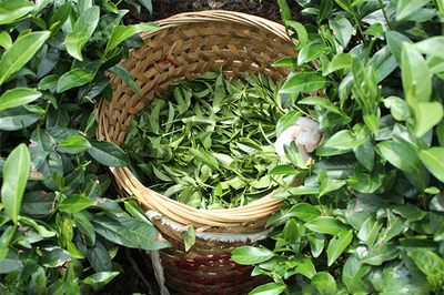 晨暉茶業(yè)加盟_晨暉茶業(yè),詳細步驟助你速致富!