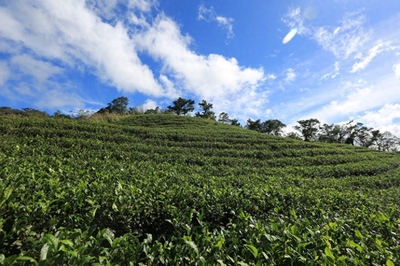 新北坪林"茶業(yè)博物館:冬日里的品茶與老街漫步之旅