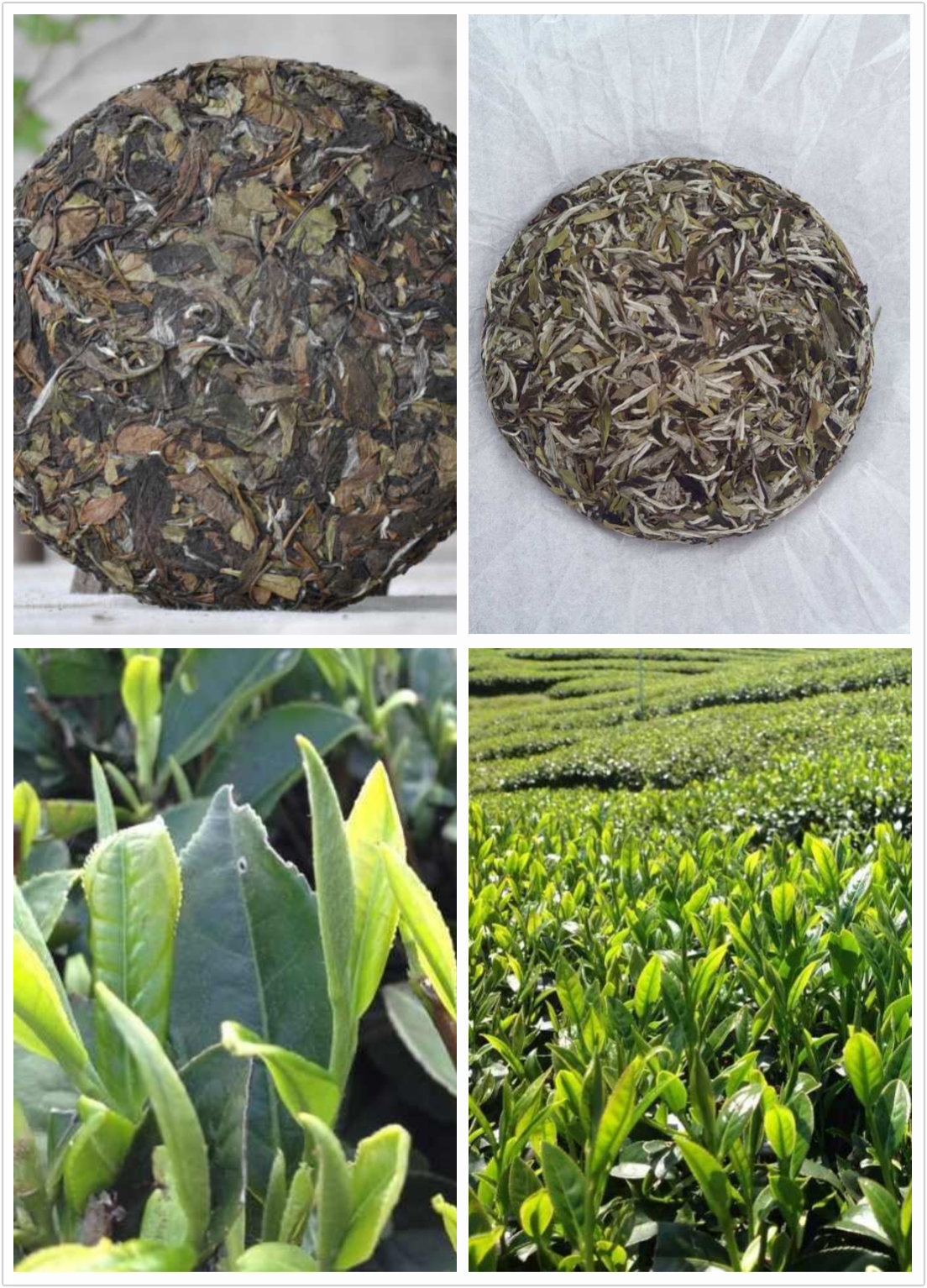 福鼎白茶品鑒會(huì)&middot;一團(tuán)春茶業(yè)&middot;青年茶會(huì)&middot;天津