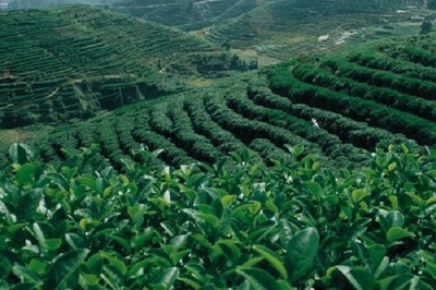 仙醇茶業費多少?